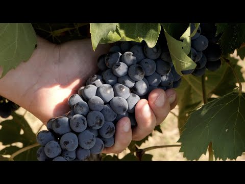 Vino: cooperazione e digitale per innovare la filiera