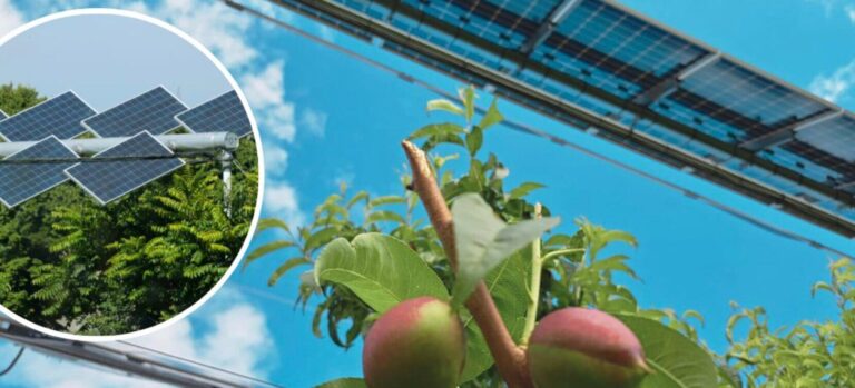 Action Group Agrivoltaico: ENEA e NREL per la transizione energetica
