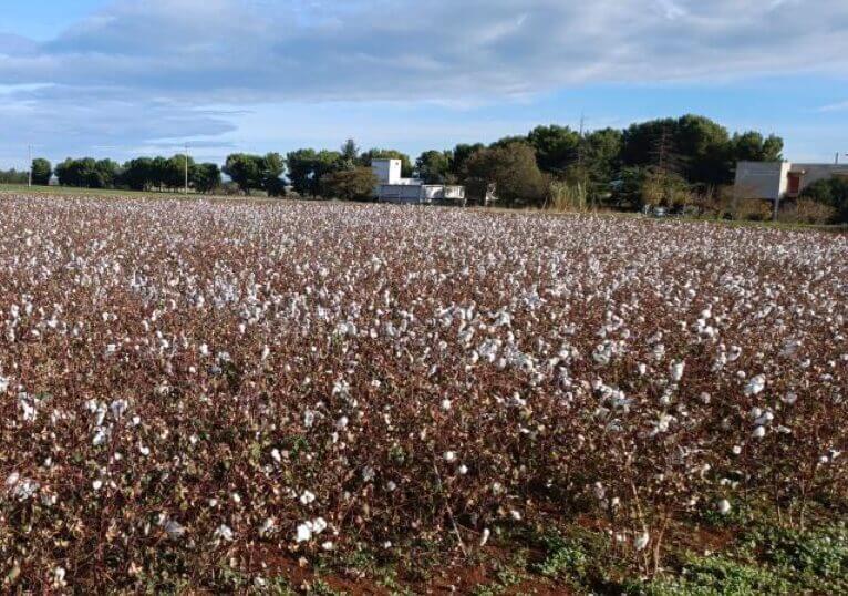 ARCO, il progetto di agroforestry per il cotone sostenibile