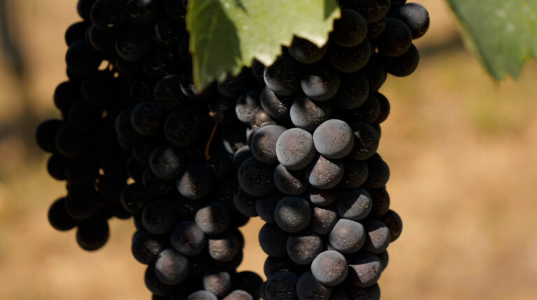 SOS QualiTec certifica la qualità del vino verificando la conformità del trattamento delle uve