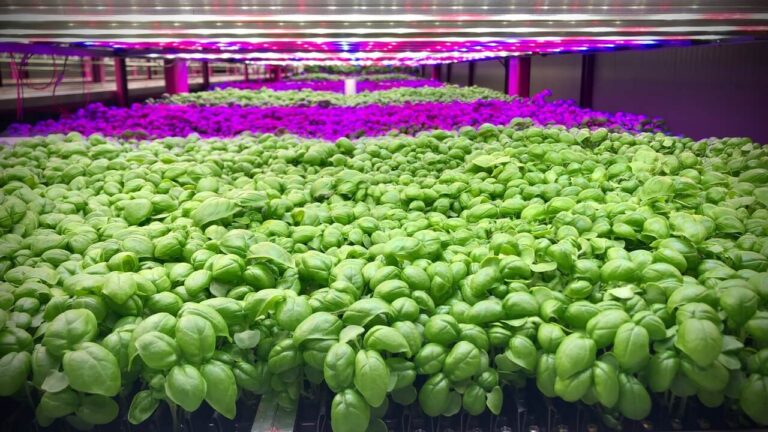 Barilla sceglie la startup ZERO per produrre basilico e altri micro-ortaggi in vertical farming