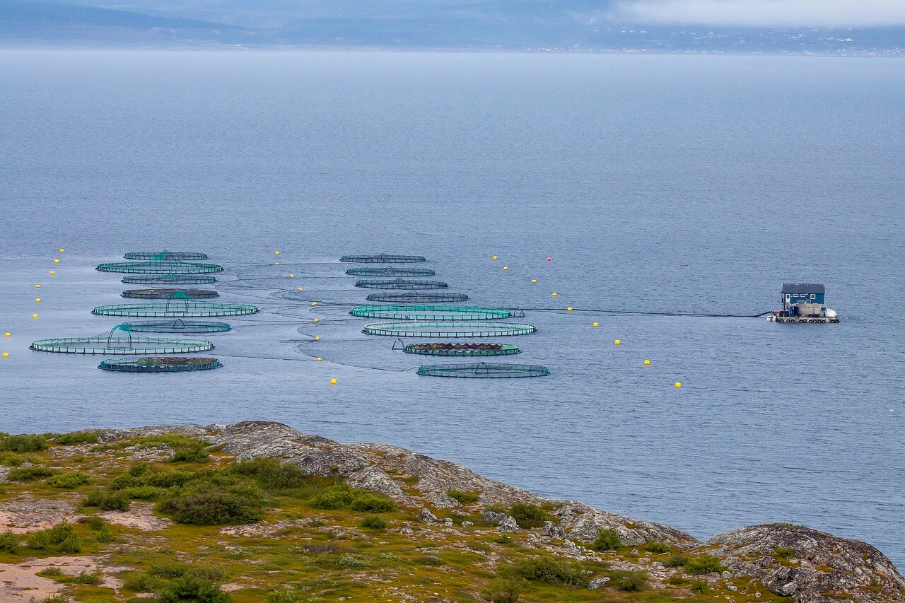 AquaFarm: innovazione e ricerca verso un'acquacoltura sostenibile