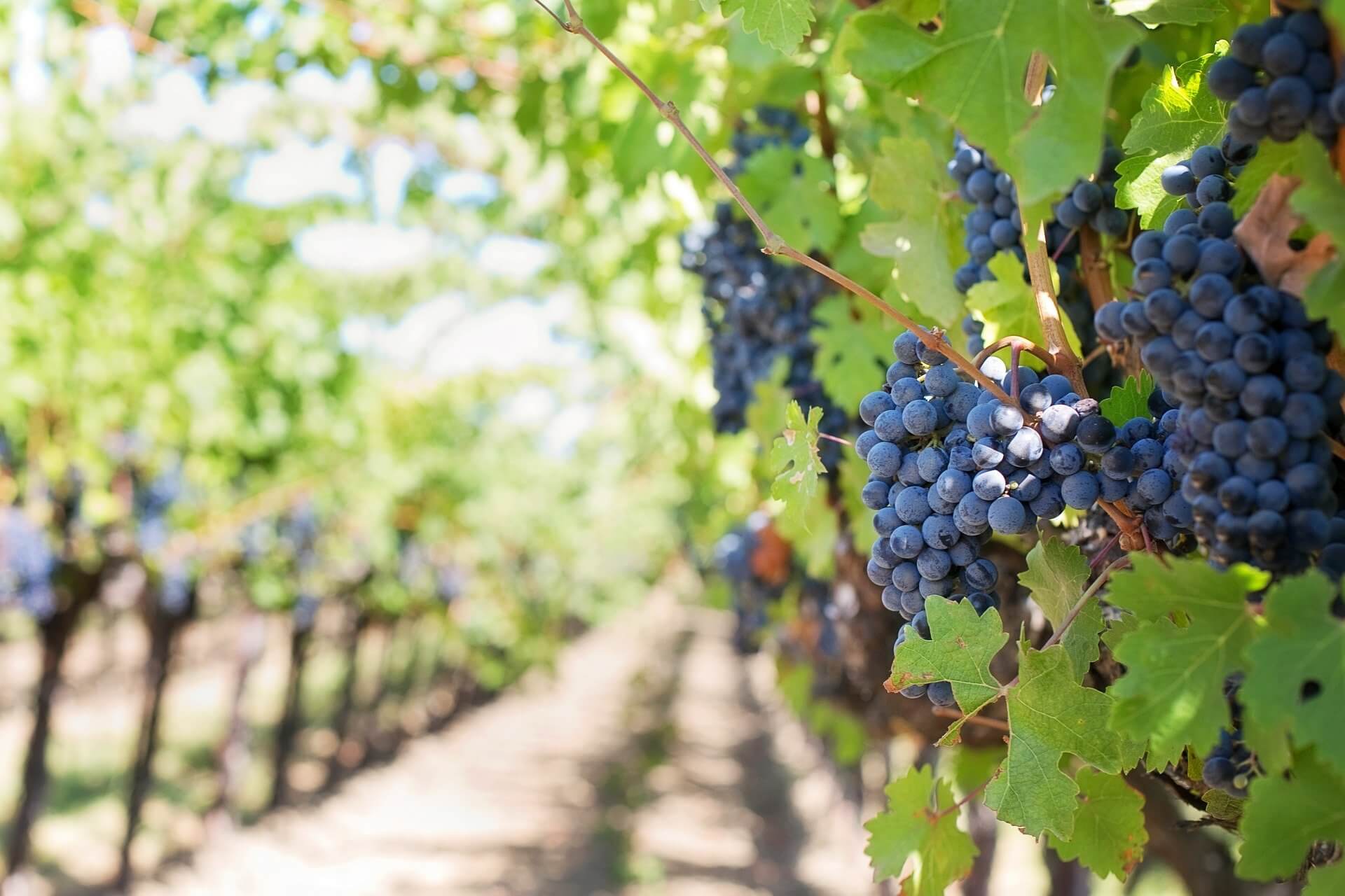 Data Science e AI per la qualità del made in Italy tra vigne e uliveti: il Lab on Chip di Kode e UniPi