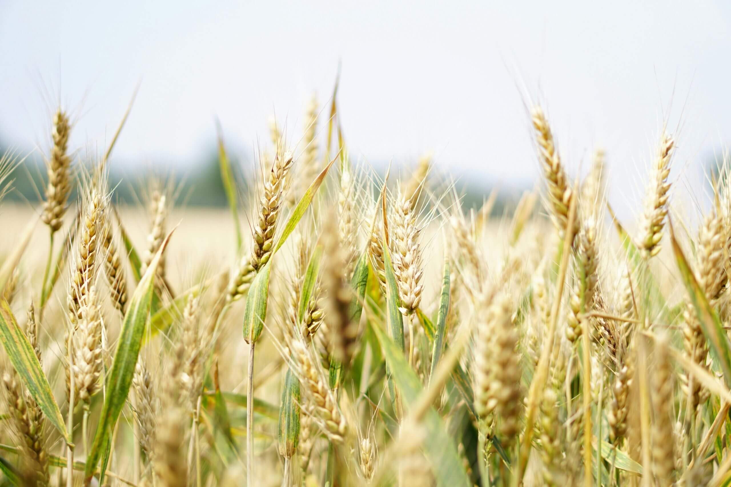 Produrre più grano in modo sostenibile: tornano le Giornate in Campo di CAI e SIS