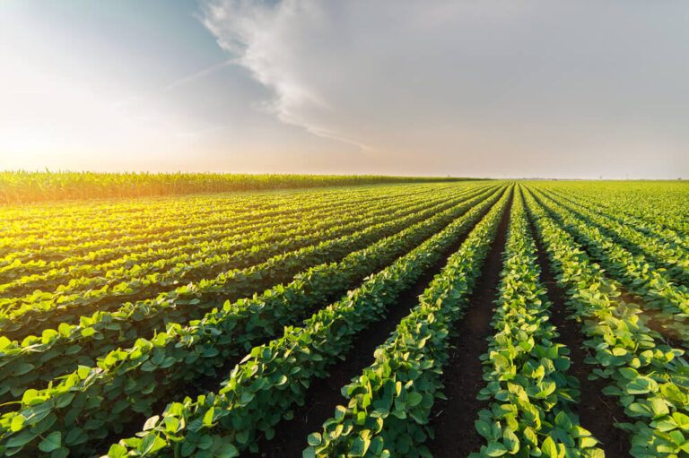 Open Data al servizio di agrifood e sostenibilità