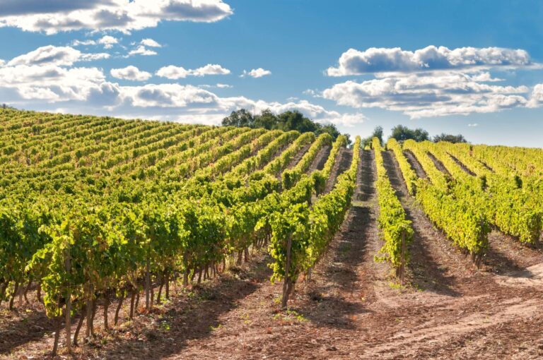 UE: la Commissione proroga gli aiuti di Stato per sostenere l'agricoltura italiana